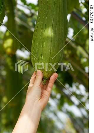 ローアングル とっつき ぶら下がる 33770487