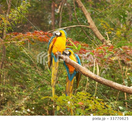 京畿道 キョンギド オウム 33770625