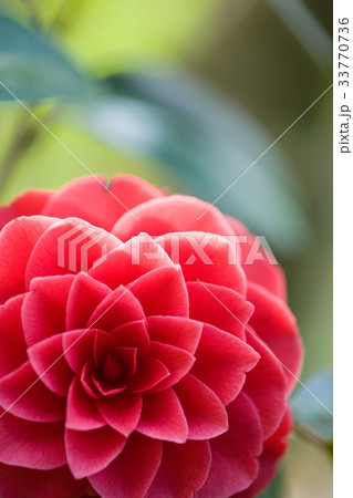 花 椿 画像 33770736