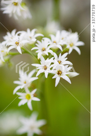 花 ドルダンプン 野生の花 33770739