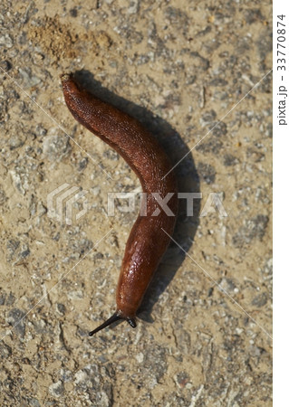 昆虫 カタツムリ スラグ 33770874