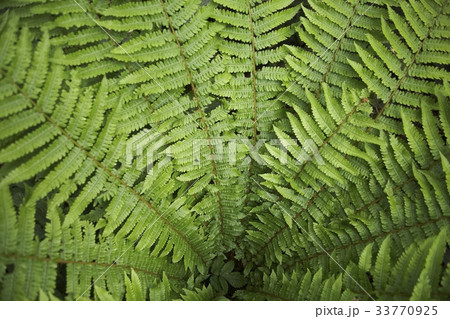 節目 緑 緑色 33770925