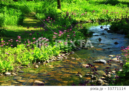 クリン草　六花の森　中札内村 33771114