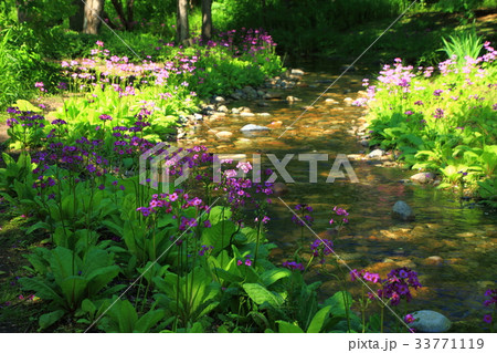 クリン草 クリン草 33771119