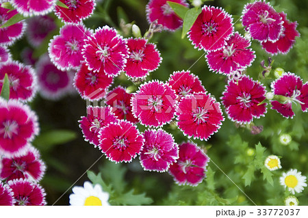 花 赤 野生の花 33772037