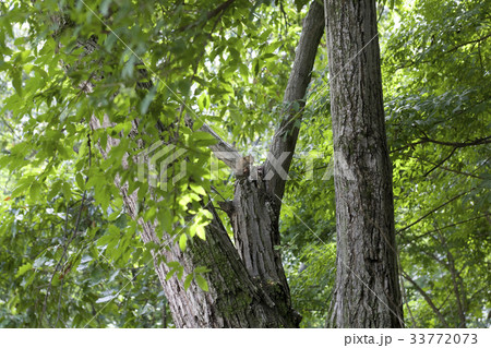 江原道 南怡島 リス 33772073
