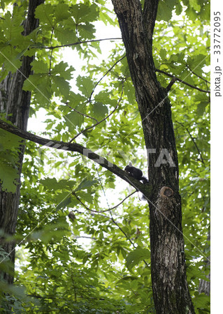 江原道 木 南怡島 33772095