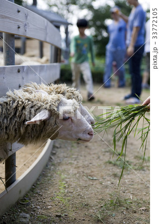 京畿道 キョンギド 食べさせる 33772105