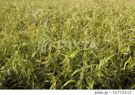 田畑 ハトムギ 全北 33772115