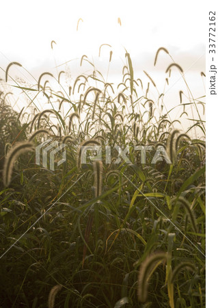 エノコログサ 植物 任實郡 33772162