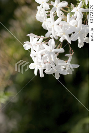 ローアングル 牙山市 忠南 33772270