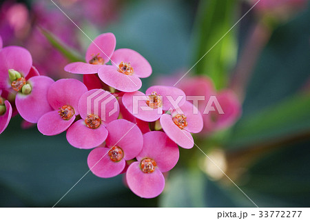 ギリンチョ 牙山市 忠南 33772277