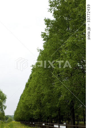 京畿道 キョンギド メタセコイア 33772439