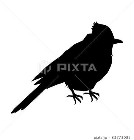 Blue Jay Flat Design Vector Illustration 33773085