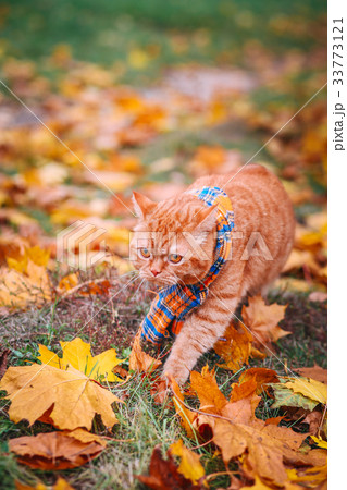 British shorthair red cat in autumn 33773121