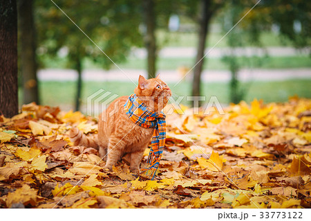 British shorthair red cat in autumn British shorthair red cat in autumn 33773122