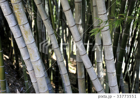 木 竹 美しい竹林 33773551