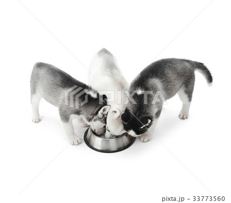 Funny puppies siberian husky dogs eating from Funny puppies siberian husky dogs eating from 33773560