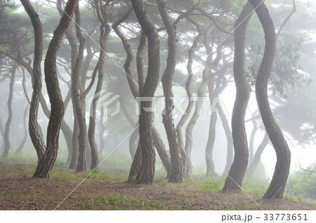 慶北 レース興徳王陵 松 33773651