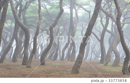 慶北 レース興徳王陵 松 33773658