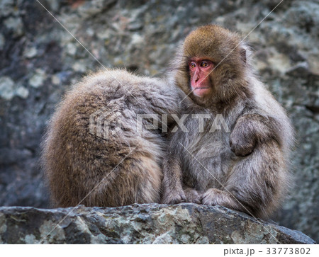 Snow monkeyse in hot spring onsen 33773802