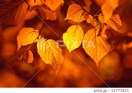 autumn leaves, very shallow focus autumn leaves, very shallow focus 33773821