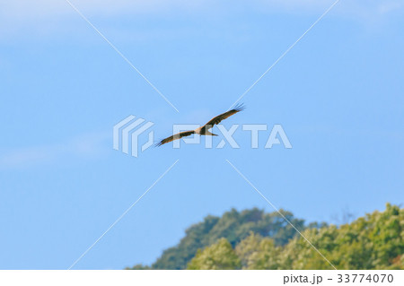 トビの飛翔 トビの飛翔 33774070