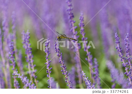 1 １ 昆虫 33774261