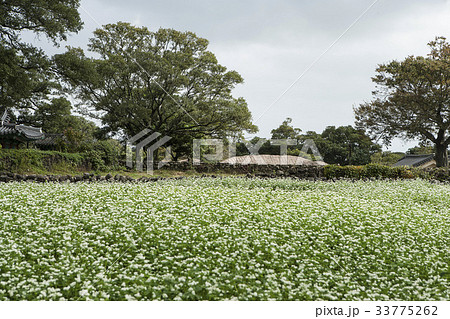 ソバ畑 西帰浦市 町民俗村 33775262