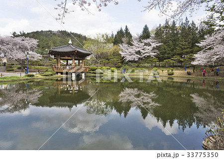 桜 普門団地 普門チョン 33775350