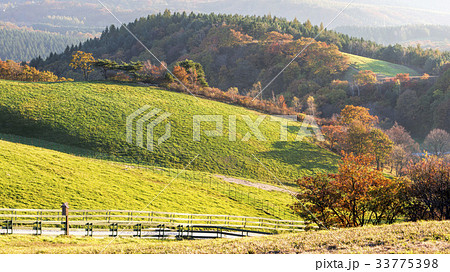江原道 大関嶺 羊牧場 33775398