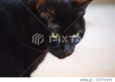 黒猫 33775444