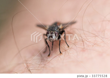 Small fly resting 33775528