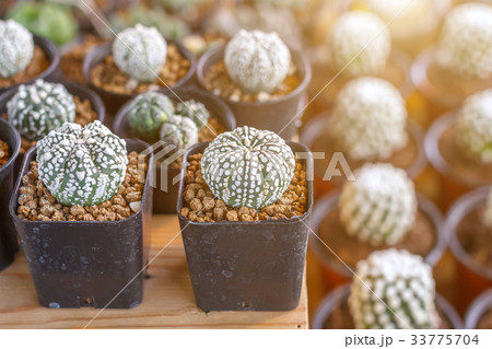 Succulents or cactus in plastic pot at tree market 33775704