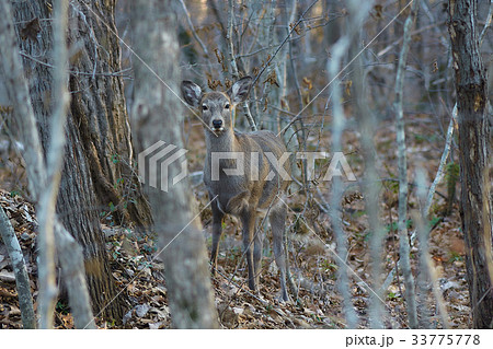 エゾシカ 33775778