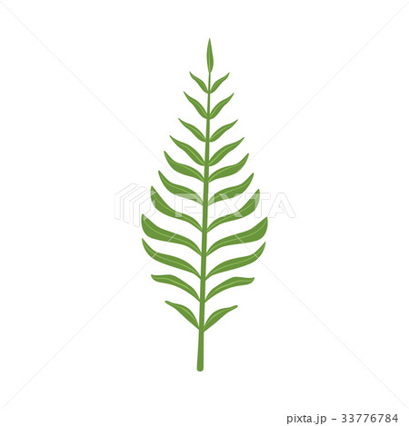 Pinnatisect green leaf vector Illustration 33776784