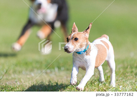 ジャックラッセルテリア 33777162