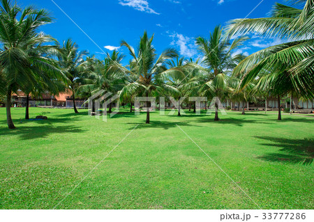 Palm tree on the sky 33777286