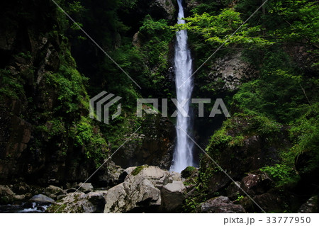 根尾の滝 根尾の滝 33777950