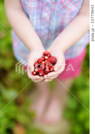 Close-up of childs hands holding fresh wild strawberries picked at organic farm 33779645