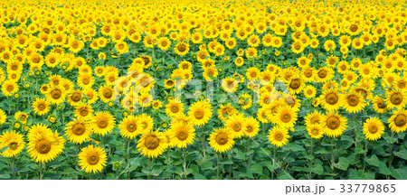 Field with sunflower flowers. 33779865