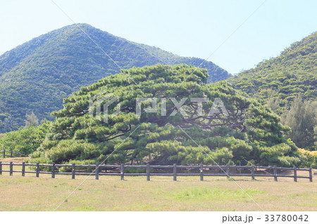念頭平松　伊平屋島 33780042