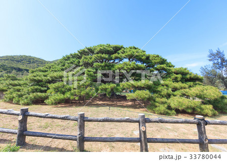 念頭平松　伊平屋島 33780044