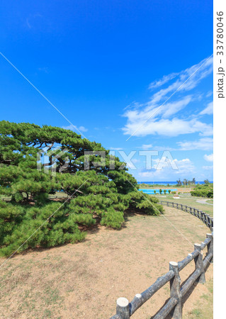 念頭平松　伊平屋島 33780046