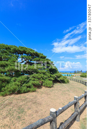 念頭平松 伊平屋島 念頭平松 伊平屋島 33780047