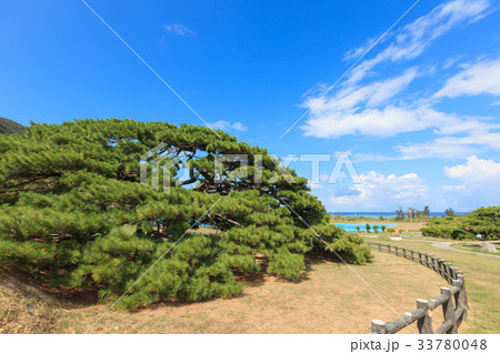 念頭平松 伊平屋島 念頭平松 伊平屋島 33780048