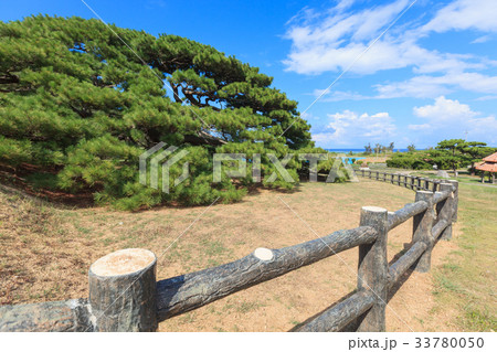 念頭平松 伊平屋島 念頭平松 伊平屋島 33780050