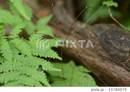 ザトウムシ・座頭虫 ザトウムシ・座頭虫 33780070