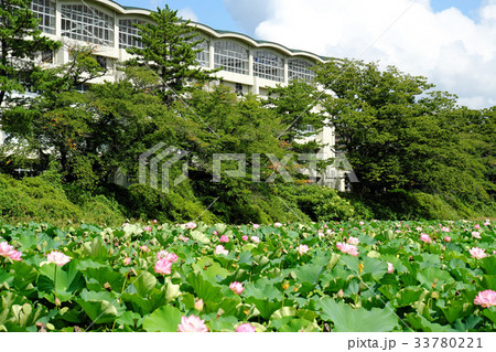 千秋公園のお堀　広小路の国学館高等学校と晩夏の蓮 33780221