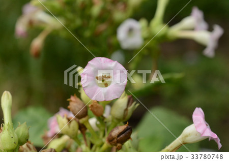タバコ・煙草の花 33780748